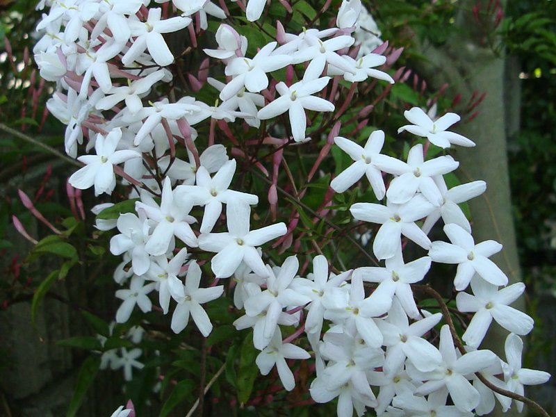 How long is jasmine bloom