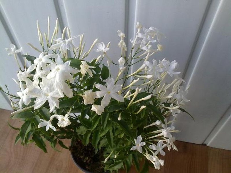  The smell of blooming indoor jasmine.