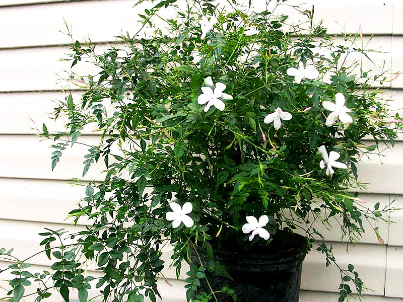 The aromatic scent of jasmine