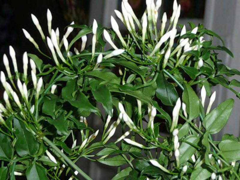 Jasmine flowering period