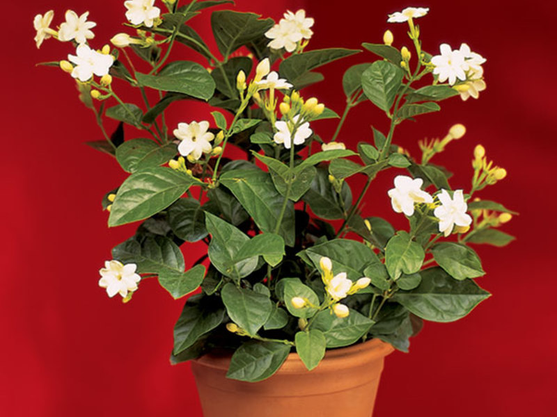 Houseplant jasmine