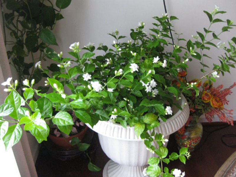 Delicate jasmine flowers