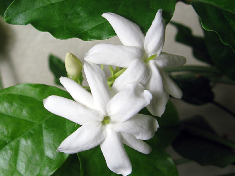 Ezhasmine blooms in the apartment