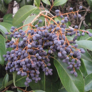 Common privet