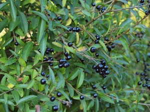 Varieties of privet shrub