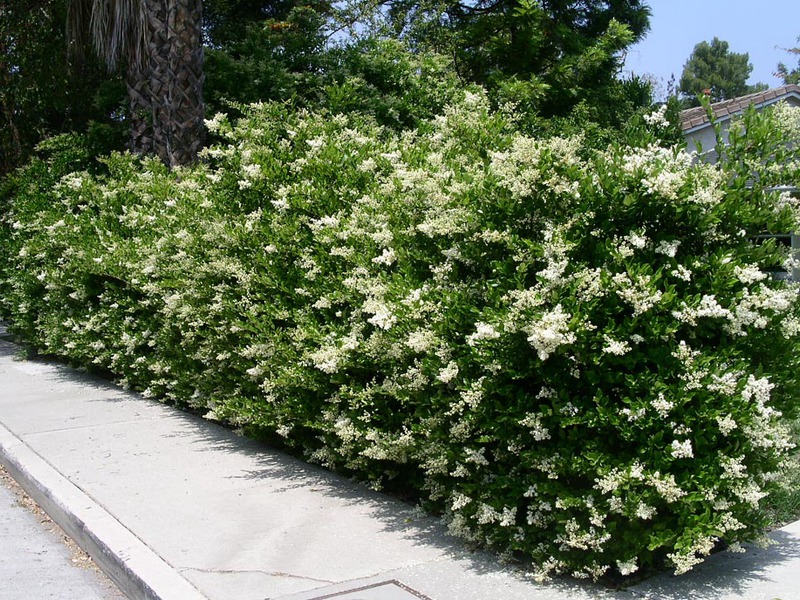 How the privet shrub grows