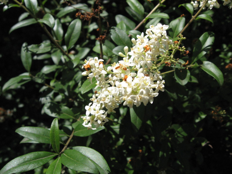 How privet blooms