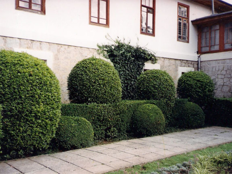 How to keep track of privet trimming