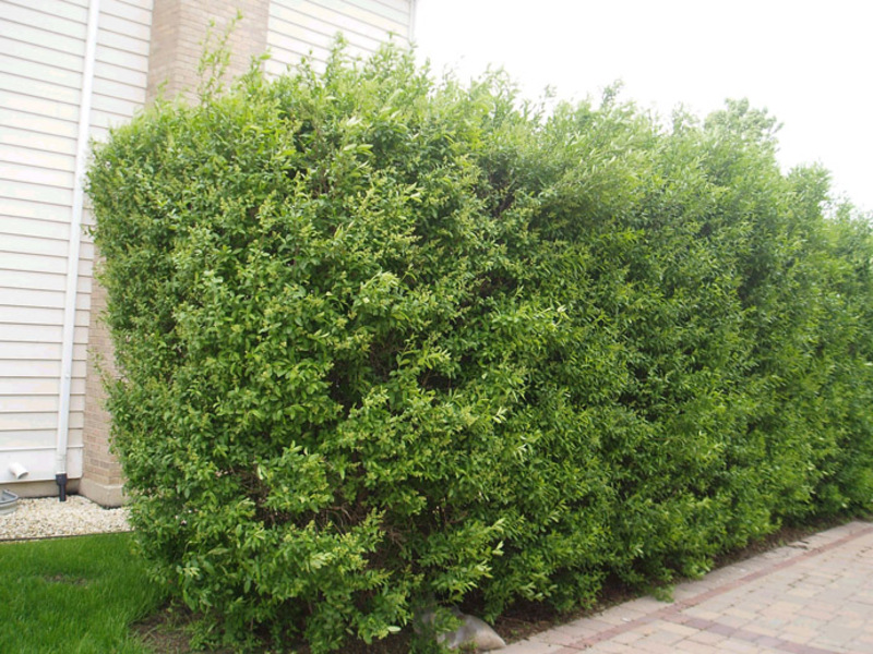 Privet for summer cottages