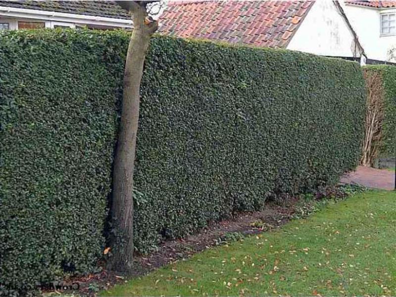 Place where you can plant privet