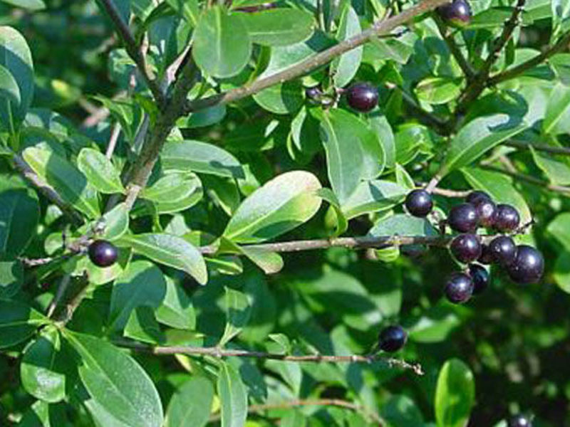 Where to plant privet