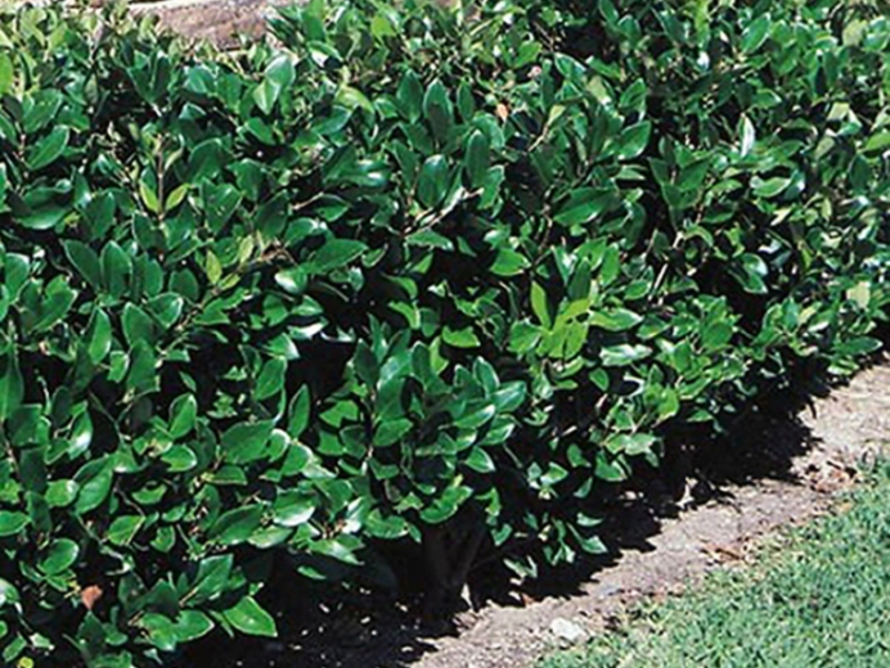 Description of the plant privet