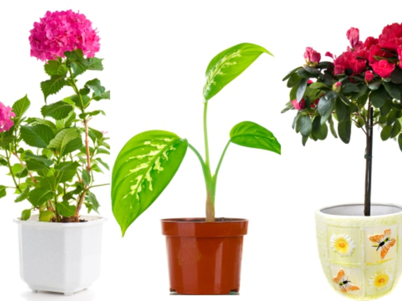 Plants for home