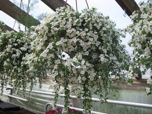 In hanging pots, balsam