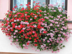 Ampel plants in your garden