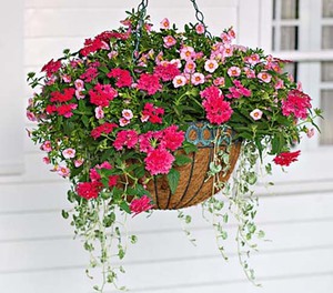 Ampel plants for decorating a terrace or balcony