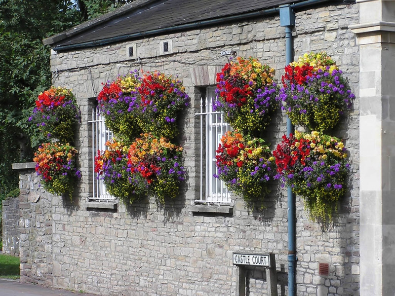 In hanging pots, balsam