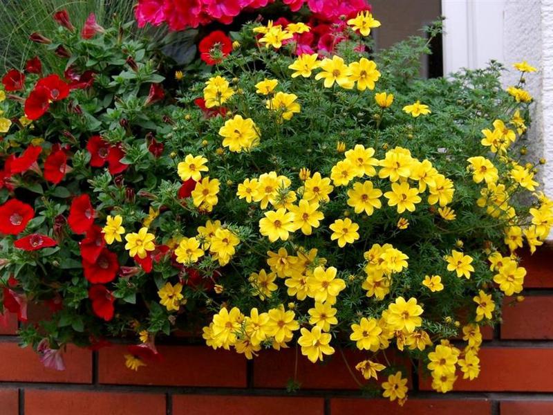 How to plant ampelous on the balcony