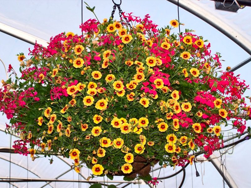 Variety of ampelous flowers