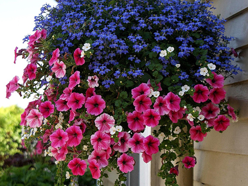 Flowerpot with ampelous plants