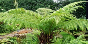 Description of ferns and habitats