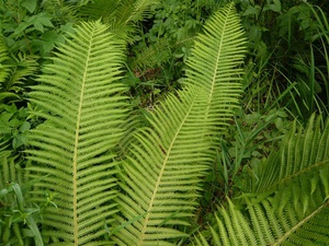 Features of the structure of fern plants