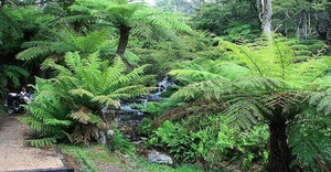 List of fern species