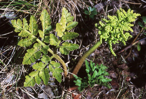 Description of the snake fern