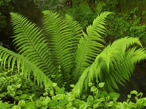 Places of growth and characteristic properties of subspecies of true ferns