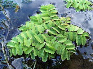 Features of aquatic ferns