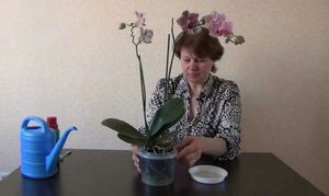 Tips from experienced florists on how to properly water orchids at home