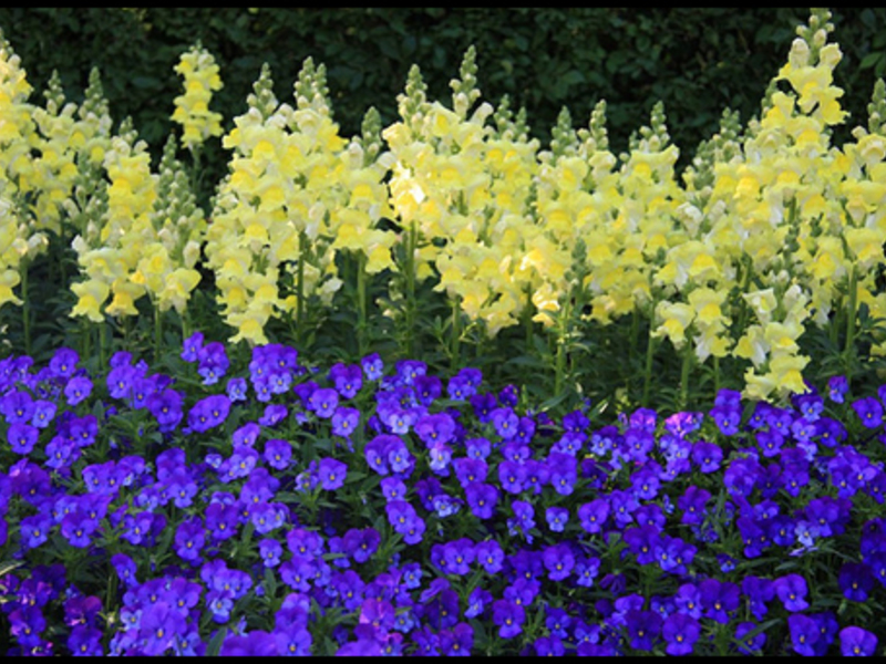 Levkoy flower brushes