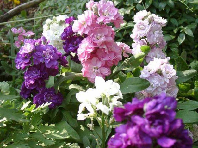 Matthiola care