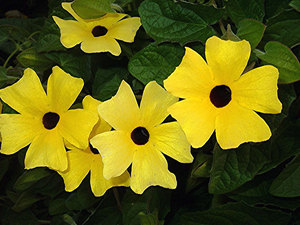 Yellow tunbergia flowers