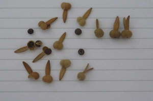 Tunbergia seeds