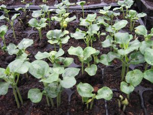 Caring for tunbergia flower seedlings