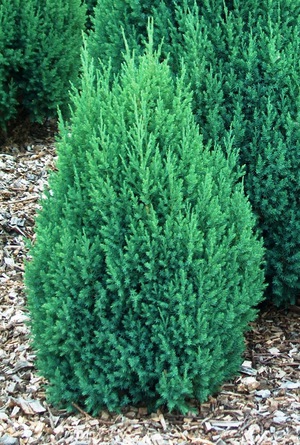 Common junipers in the garden