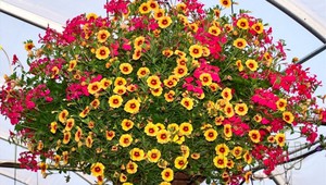 Flowering tunbergia bushes