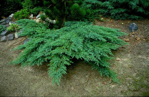 Rocky juniper