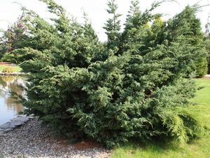 Juniper varieties