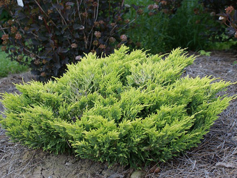 Where to plant juniper