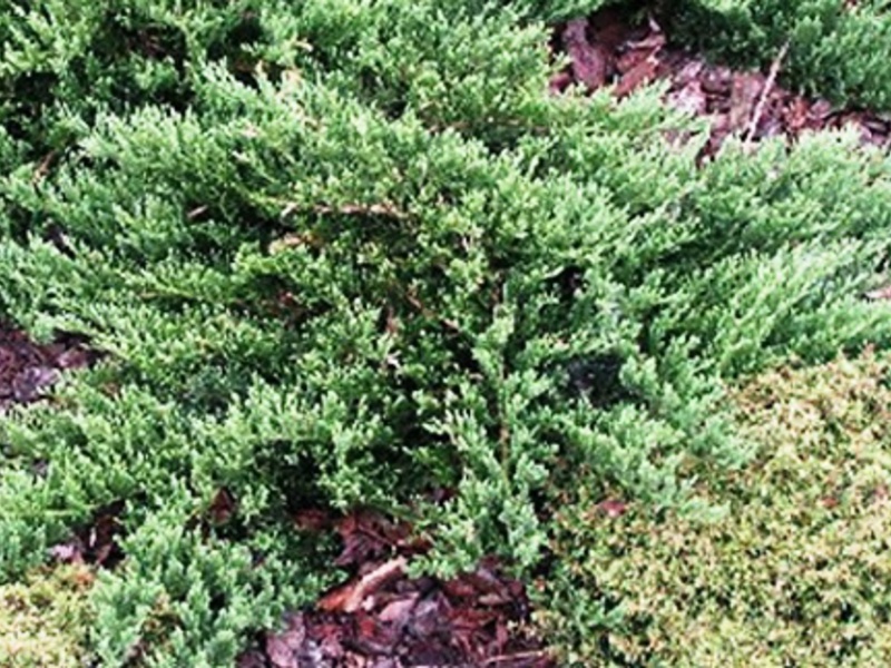 Rocky juniper