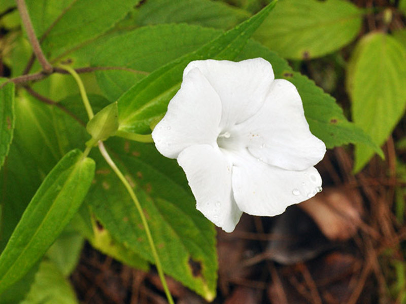 Thunbergia white