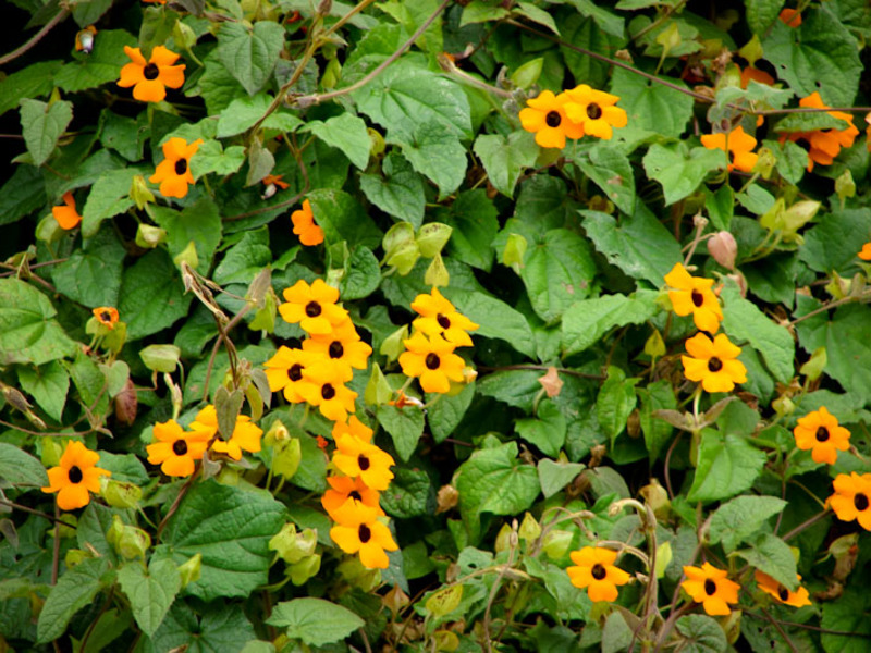 Tunbergia bushes in the garden