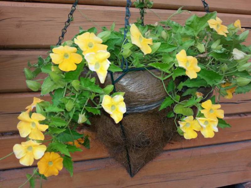 Thunbergia decorates the house