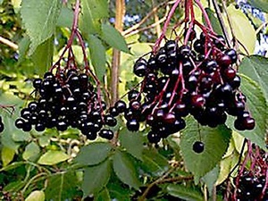 Black elderberry plant