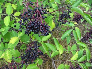 How is black elderberry used