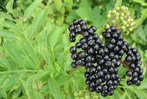 Benefit or harm from elderberry