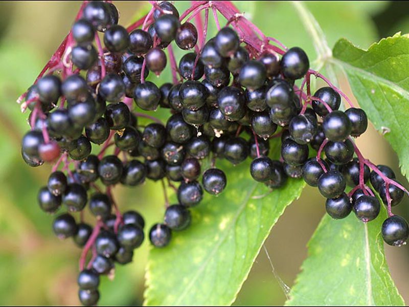 Is black elderberry harmful