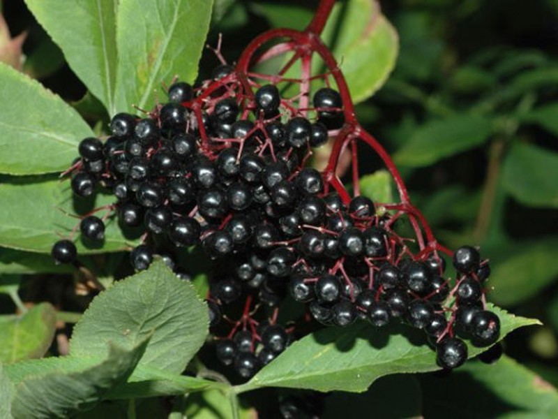 Elderberry collection and drying methods